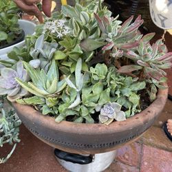 Nice Large Pots Of Succulent