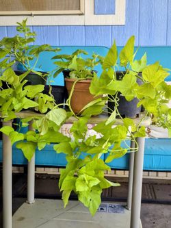 Potato vine plants 4 plants for $10