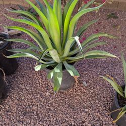 Trading... Or Selling 