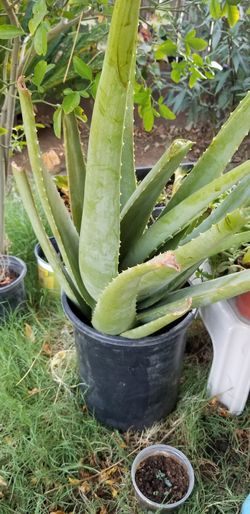 Aloe vera big plant