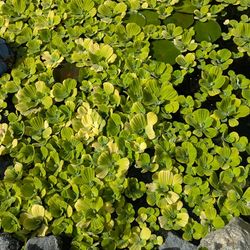 Water Lettuce for Ponds