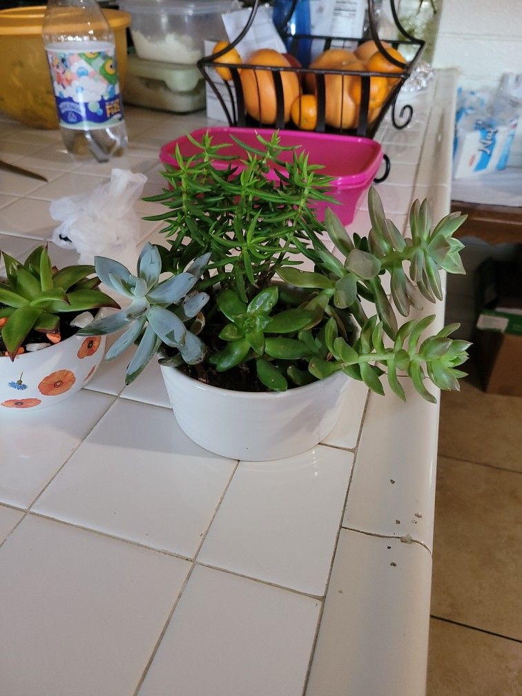 Plantas Naturales