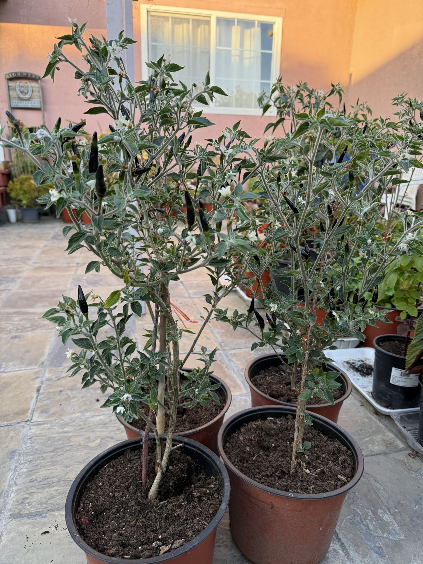 Black Cobra Chili Plants