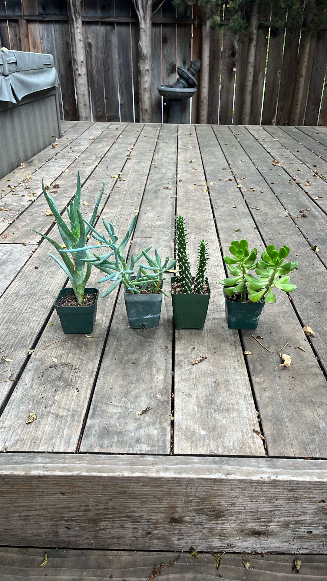 Succulent Collection