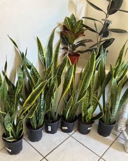 ♥️BEST PLANT ON PLANET♥️Snake Plants In 7” pot 36” to 42” tall