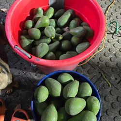 Aguacates