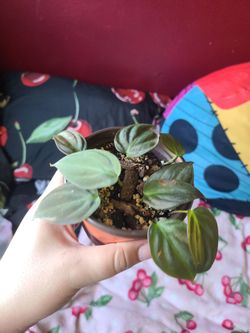 Philodendron micans