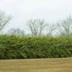 Bamboo Plants for Privacy ~ Top Picks ~ Expert Advice