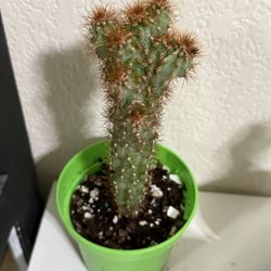 ❤️Cereus repandus (also known as Peruvian Apple Cactus 4” pot $10 EACH ❤️PLS READ DESCRIPTION