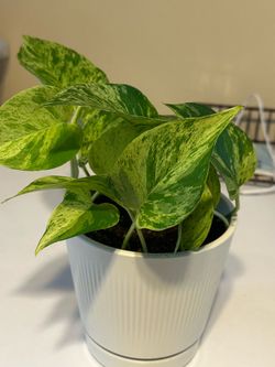 Marble Queen Pothos in White Ribbed Pot