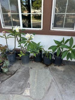 5 gal Plumera