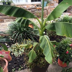 Banana Tree