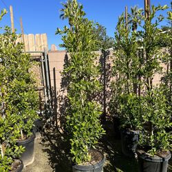 Ficus Nitida Privacy Hedge
