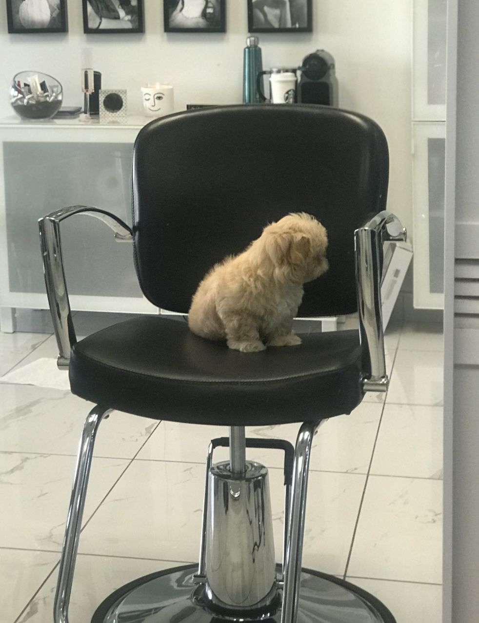 Shampoo Chair And Hairstylist Chair