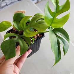 Monstera ginny