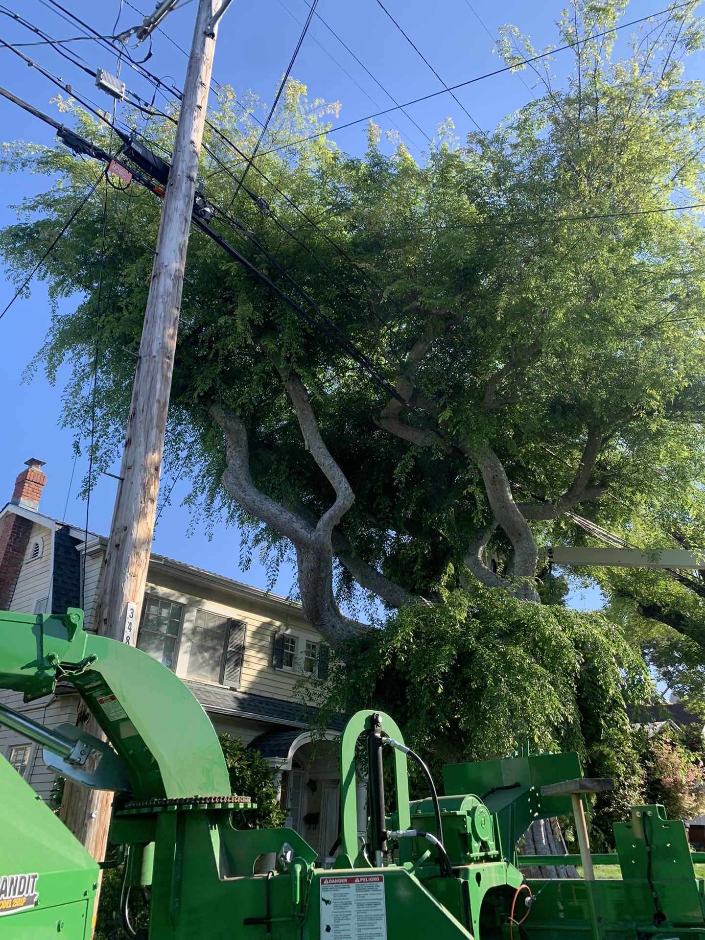 Tree Work