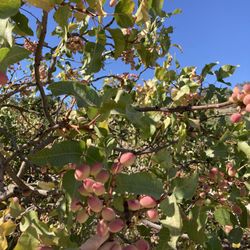 Locally Grown Paso Robles Pistachios 
