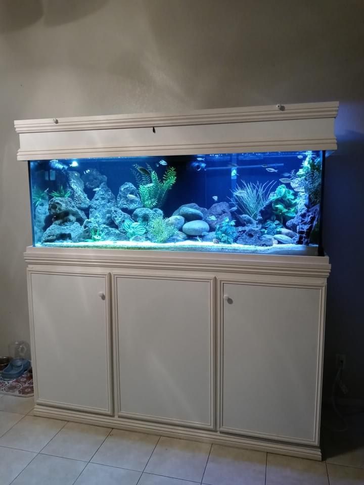 Aquarium Set Up