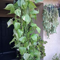 XLONG Golden Pothos Plant $35