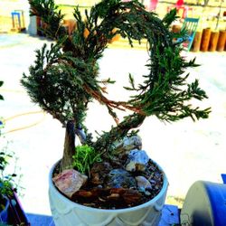 5 Yr Old Bonsai Tree 