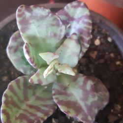 Desert Surprise Kalanchoe Succulent Plant