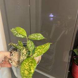 Houseplant Florida Beauty 