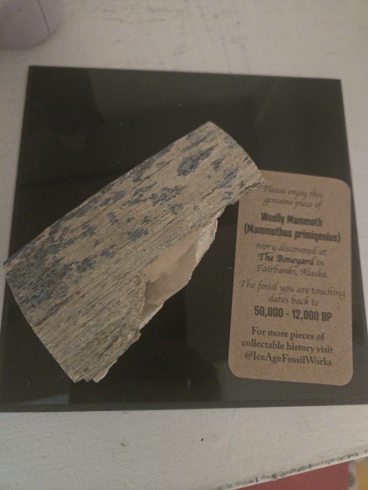 Wooly Mammoth Tusk