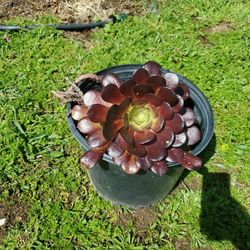 Large Succulent /DARK STAR 