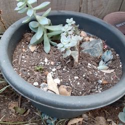 Plant