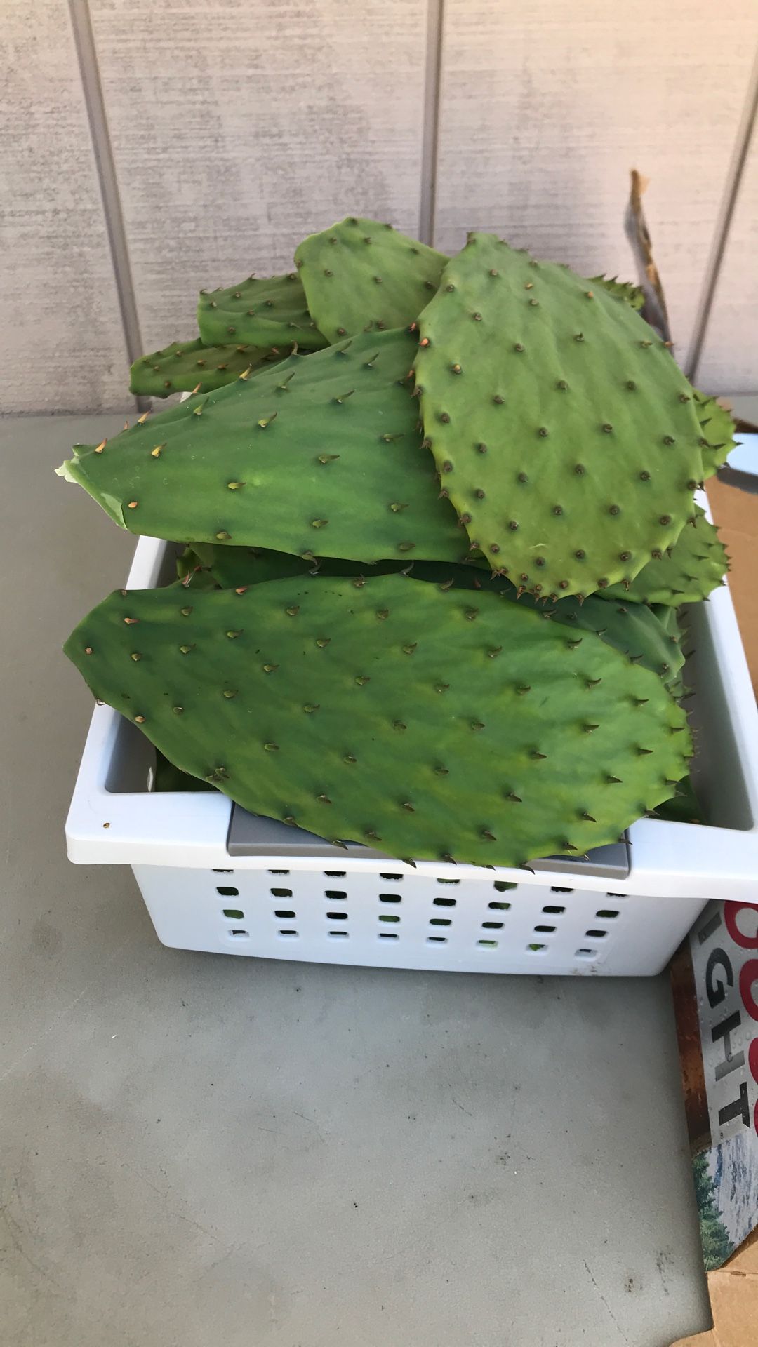 Nopales Frescos de venta 