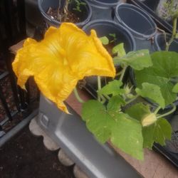 Pumpkin Plant $10