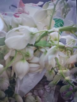 Flor isote.  Cortada Hoy  