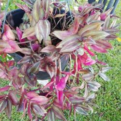 Big Hanging pot $20.00 small hanging $5.00