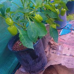 Mature Fruit Bearing Bell Peppers Plants 