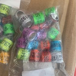 Bird Id Tags 
