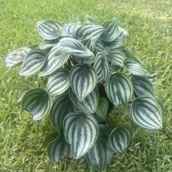 WATER MELON PEPEROMIA (6” Pot) Beautiful Foliage 