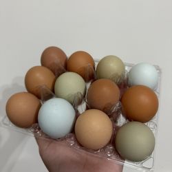 Fresh Eggs