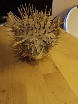 🐡 Real Dried Porcupine Puffer Fish Taxidermy – Nautical Beach Decor
