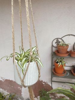 Macrame Spider Plant