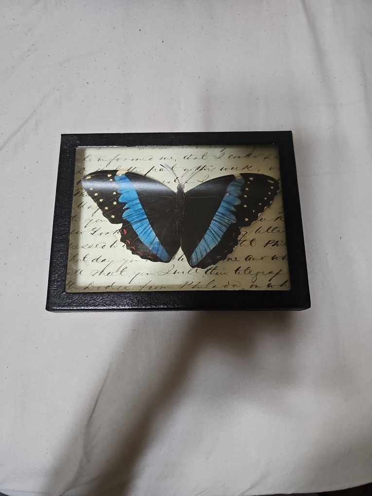 Butterfly Wings