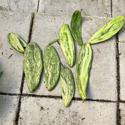 Variegated Spineless Prickly Pear Cactus Succulent.  $1 Each Pad.