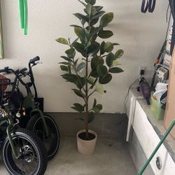 72” Faux Potted Rubber Tree