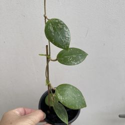 Hoya Parasitica Splash Plant 