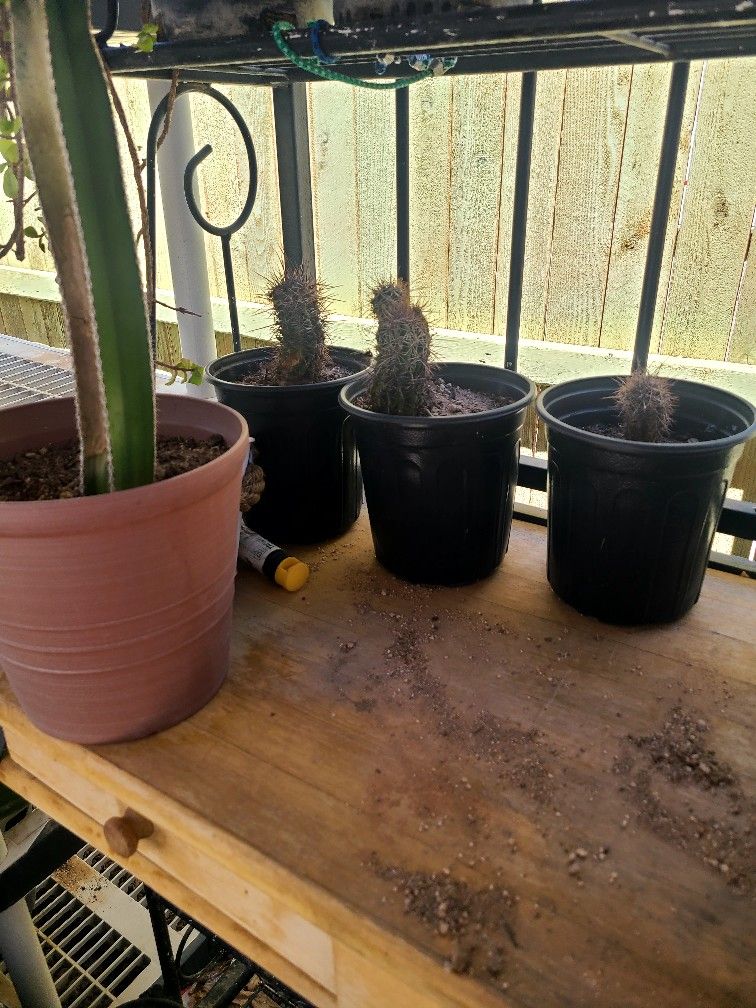 Small Sagauro Cactus $25