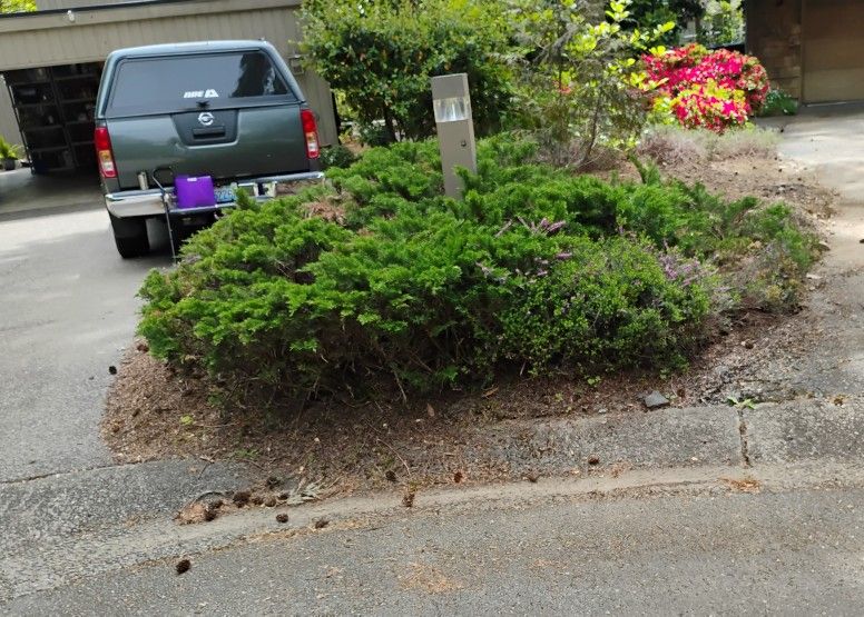 Free Junipers