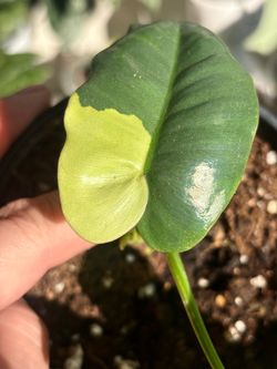 Variegated Philodendron Burle Max