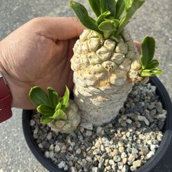Euphoria Poissonii Large Beautiful Rare Cactus Plant Large 