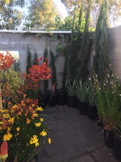 Outdoor plants