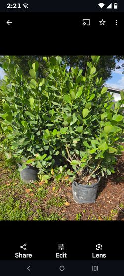Huge clusias about 7 feet tall instant privacy hedge for fence