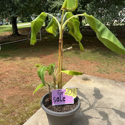 Banana Plant With Pot